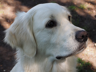 Golden Retriever, Dogs thumbnail