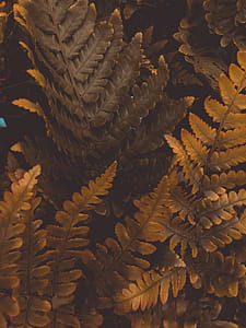 Close-Up Photo Of Brown Leaves thumbnail
