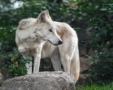 wildlife photo of white wolf thumbnail