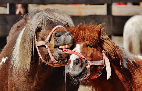 two red and brown horses thumbnail
