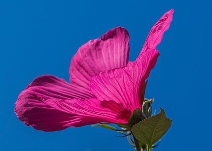bloomed pink petal flower thumbnail