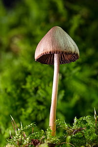 close up photography of brown mushroom thumbnail