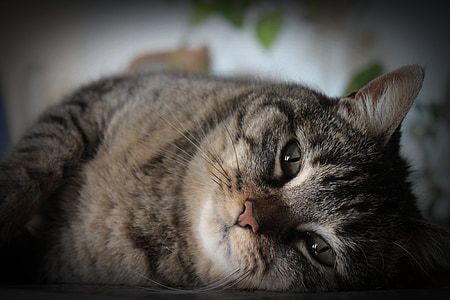 photography of gray and black tabby cat thumbnail