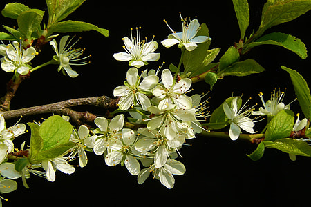 white flowers in macro lens photography thumbnail