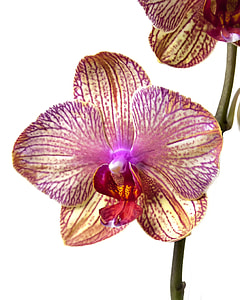 Phalaenopsis, Orchid thumbnail