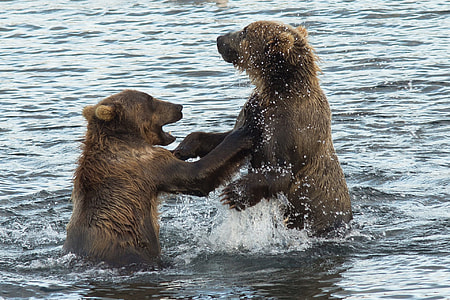 two brown bears on water at daytime thumbnail