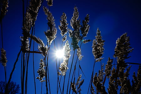 silhouette of plants thumbnail