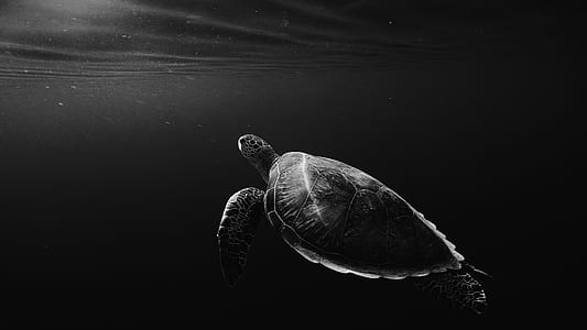 grayscale of turtle swimming in water thumbnail