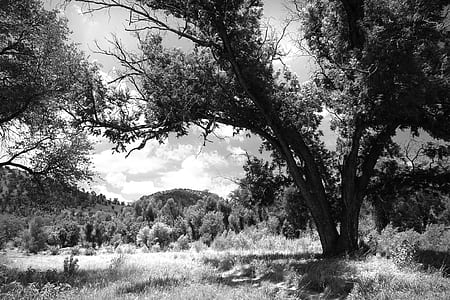 Gray Scale Photography of Green Tree thumbnail