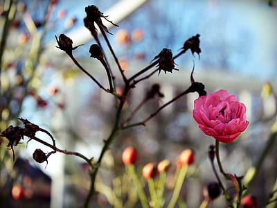 selective focus photography if pink rose thumbnail