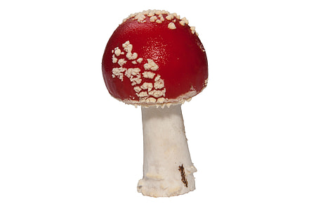 red and white mushroom thumbnail