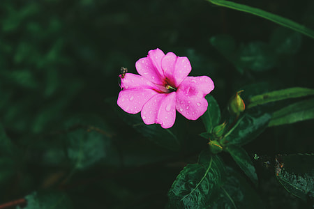 pink Impatiens flower macro photography thumbnail