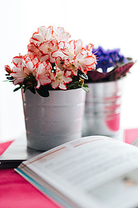 Flowers in a pot with a cake and a book thumbnail