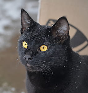focused-photo of black cat thumbnail