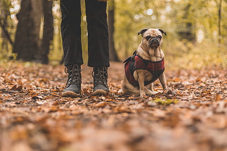 Pet And Owner On Fall Walk Photo thumbnail