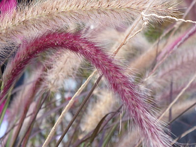 purple leafed plant thumbnail