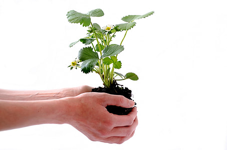person holding green leaf plant thumbnail
