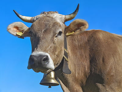 brown cow staring sideways thumbnail