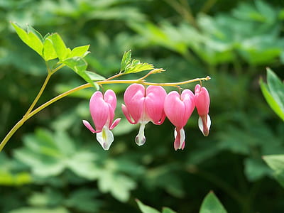 pink bleeding-heart flower in selective focus photography thumbnail