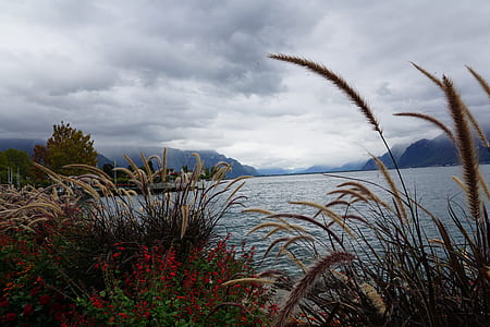 green grass near body of water thumbnail