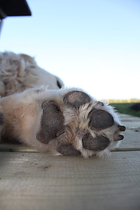 shallow focus photography of dog paw thumbnail
