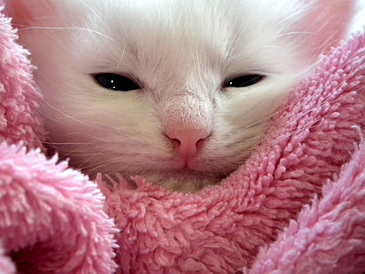 white kitten on pink textile thumbnail