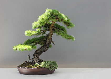 green bonsai tree thumbnail