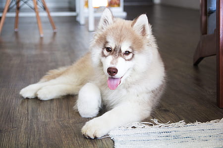 adult copper Husky lying on brown wooden floor thumbnail