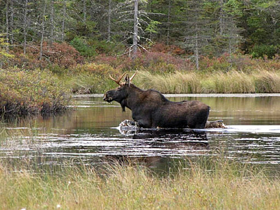black four legged animal on body of water thumbnail