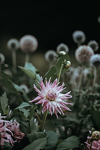 pink-and-white petaled flowers thumbnail