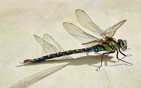 blue and green damselfly on white surface thumbnail