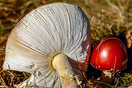 two white-and-red mushrooms at daytime thumbnail