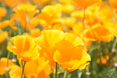 orange flowers during daytime thumbnail