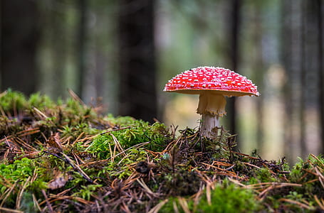 pink and white mushroom beside grass thumbnail