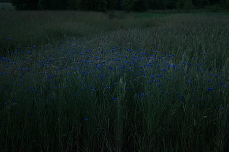 blue flowers thumbnail