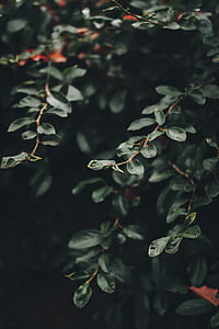 green leafed tree at daytime thumbnail