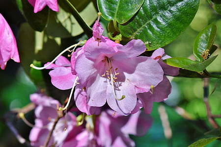 purple rhododendron flower in close-up photography thumbnail