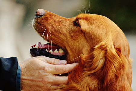 person touching long-coated dog thumbnail