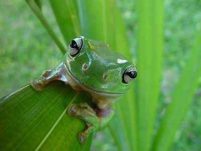 green frog on green leaf thumbnail