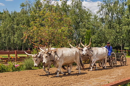cows pulling cart thumbnail