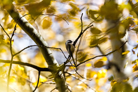grey and white bird on trees thumbnail