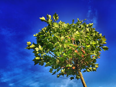 green leafed tree under blue sky photography thumbnail