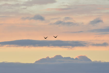 two birds flying in sky thumbnail