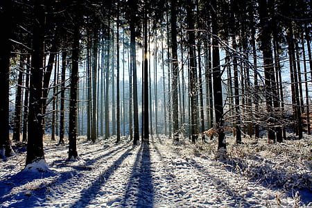silhouette of trees on snow covered ground during daytime thumbnail