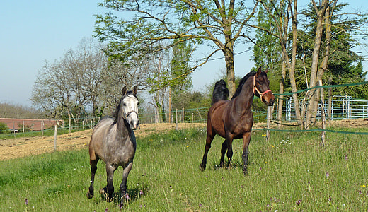two white and brown horses on grass field thumbnail