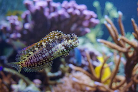 gray and purple fish near purple coral reef thumbnail