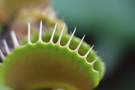 shallow focus photography of venus fly trap thumbnail