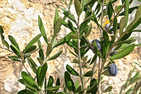 plant, green, plum, fruit thumbnail