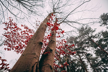 red leaves trees thumbnail