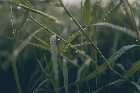 closeup photo of green grass with water dews thumbnail